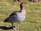 Australian Wood Duck (WWT Slimbridge April 2013) - pic by Nigel Key